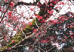 Red Plum Blossoms At Kyoto-Kitano.jpg